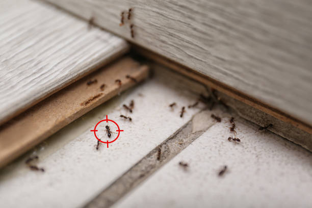 Best Pest Removal Services  in Mays Chapel, MD